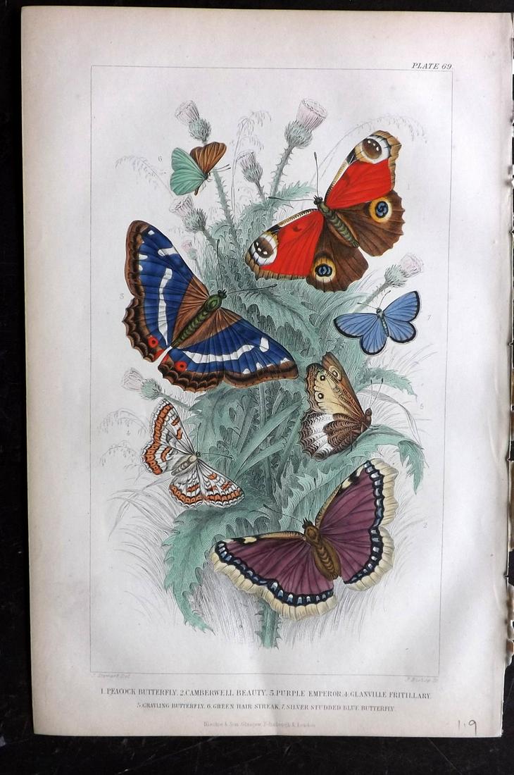 Goldsmith, Oliver 1873 Hand Col Print. Butterflies (1 of 2)