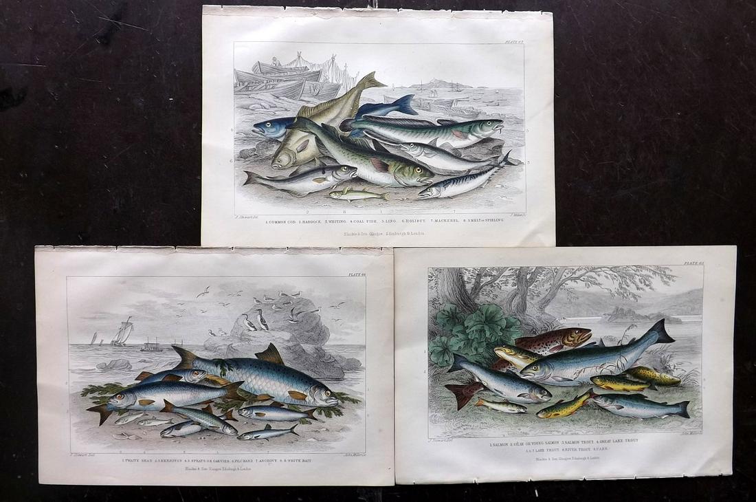 Goldsmith, Oliver 1873 Lot of 3 Hand Col Fish Prints (1 of 2)