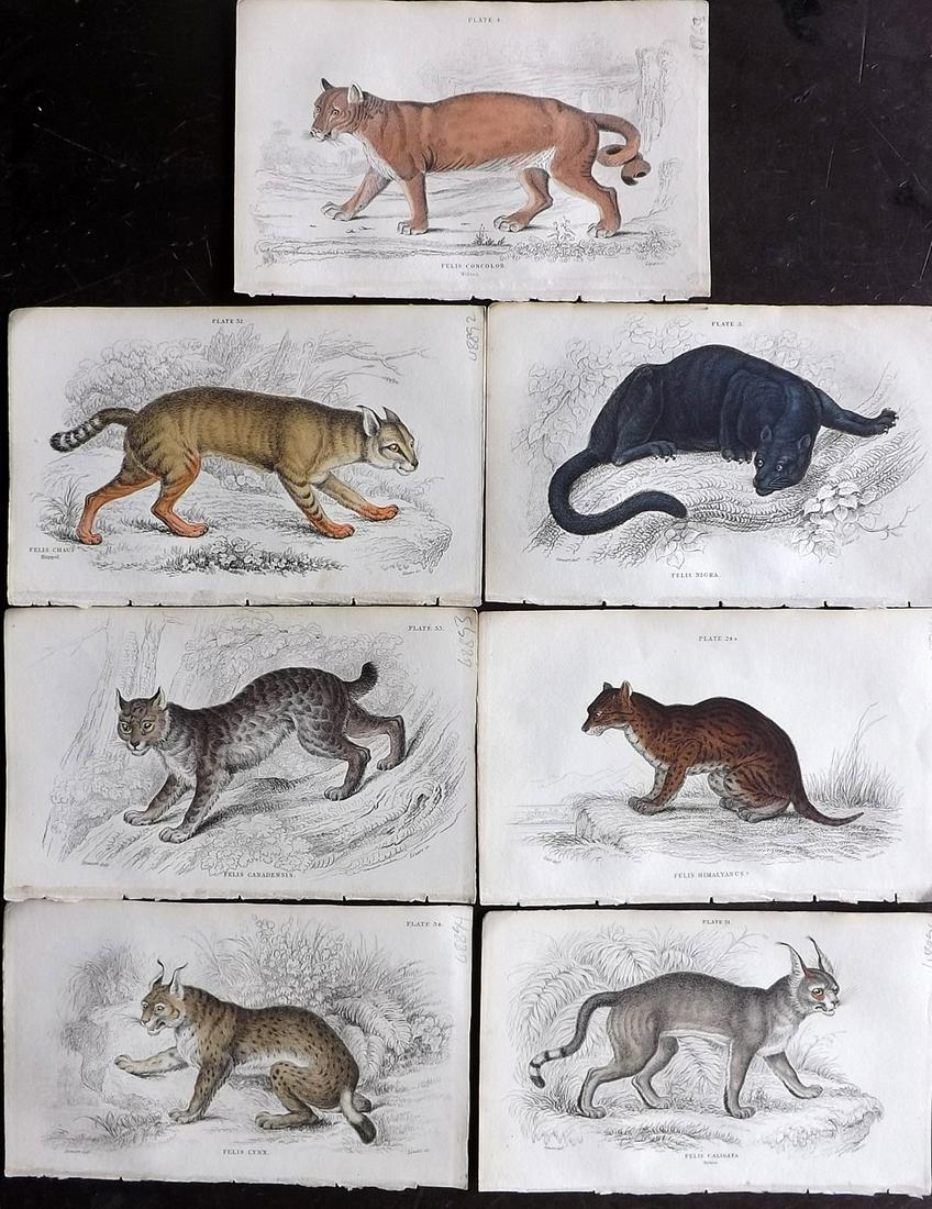 Jardine, William C1840 Lot of 8 HCol Prints. Big Cats (1 of 2)