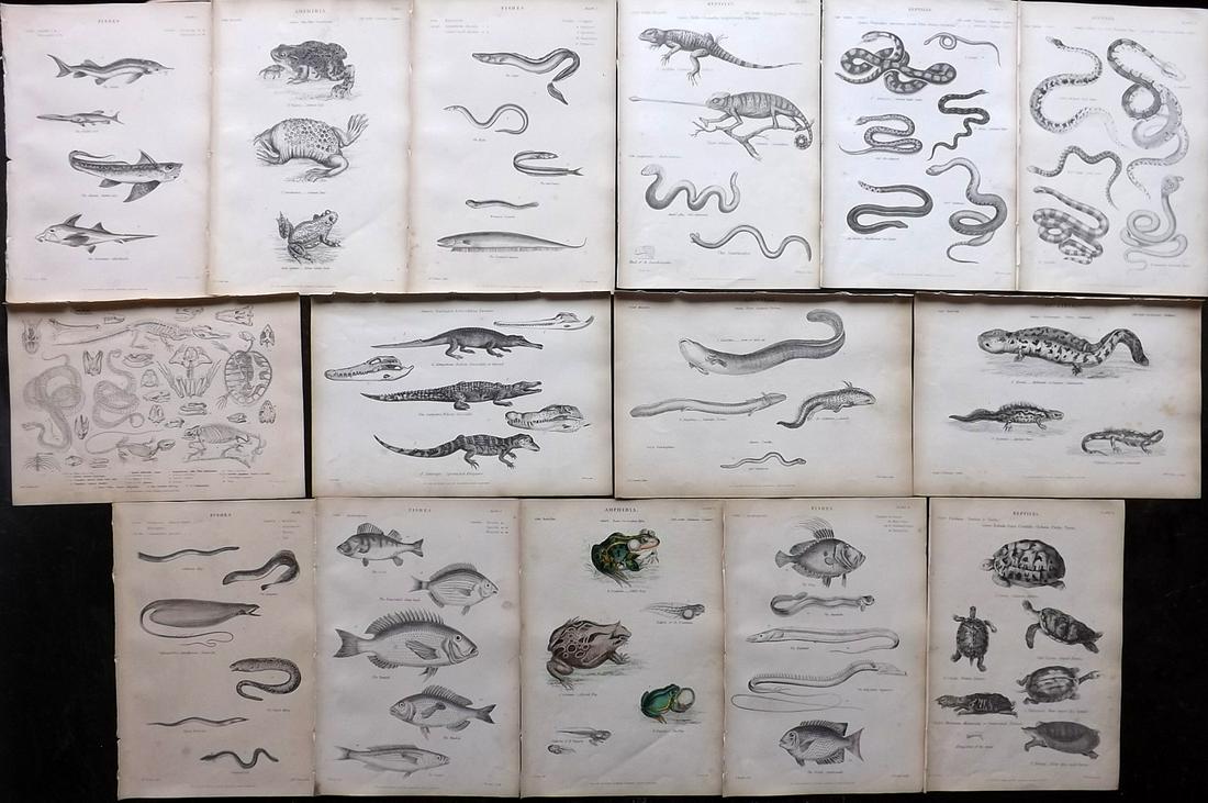 Richardson, John 1862 Lot of 15 Reptile & Fish Prints: Mostly Reptiles. Steel Engravings/Etchings Published 1859-62 by William Mackenzie, Edinburgh & London for "The Museum of Natural History" by John Richardson. Paper Size: 10.5 x 7 inch (27 x 18cm) One