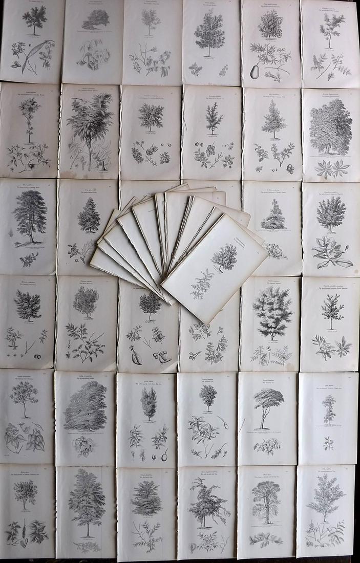 Loudon, John 1844 Lot of 60 Antique Tree Prints (1 of 10)