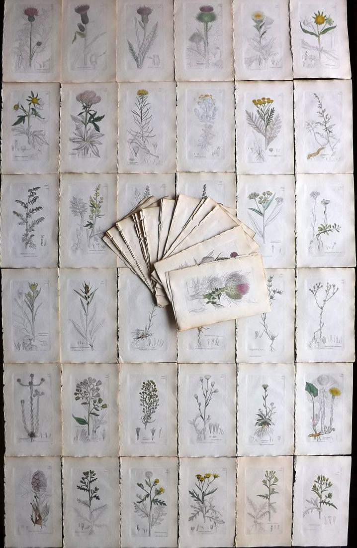 Sowerby, James 1836 Lot of 80 Part HCol Botanical Print (1 of 10)