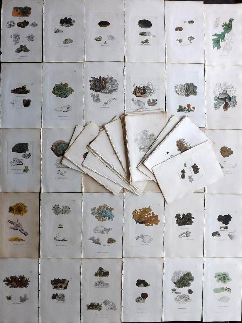 Sowerby, James 1846 Lot of 70 Part HC Prints. Lichens (1 of 7)