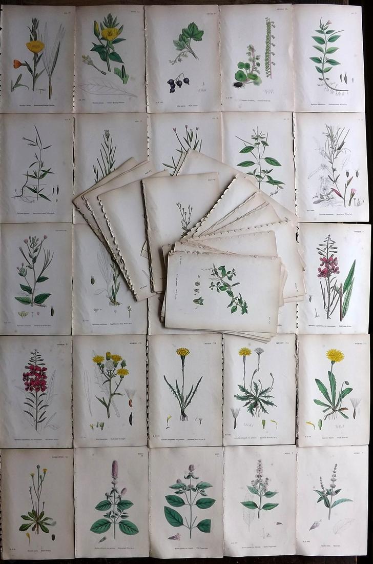 Sowerby, James C1870 Lot of 80 HCol Botanical Prints (1 of 7)