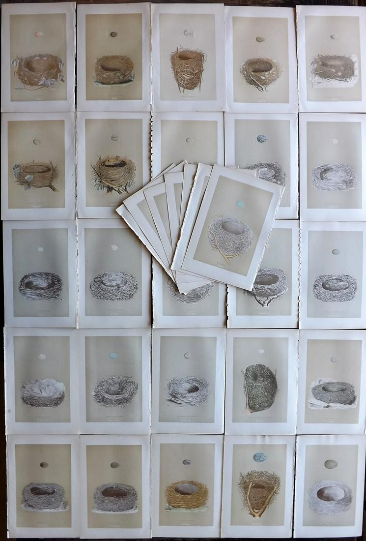 Morris, Francis 1896 Lot of 32 Antique Bird Nest Prints: Woodblocks Published 1896 by John C. Nimmo, London for "A Natural History of the Nests and Eggs of British Birds" By the Rev. Francis Orpen Morris, printed Benjamin Fawcett. Printed in colours and fin