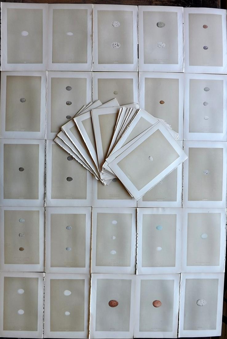 Morris, Francis 1896 Lot of 60 Bird Prints. Small Eggs: Woodblocks Published 1896 by John C. Nimmo, London for "A Natural History of the Nests and Eggs of British Birds" By the Rev. Francis Orpen Morris, printed Benjamin Fawcett. Printed in colours and fin