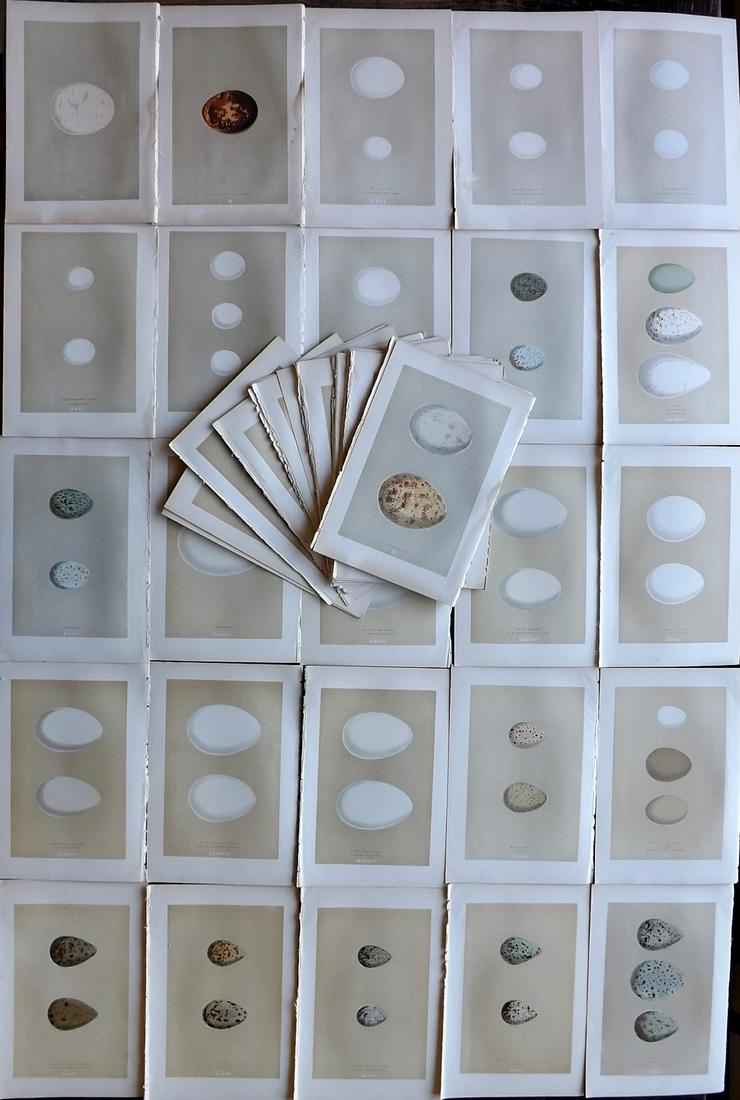 Morris, Francis 1896 Lot of 50 Bird Prints. Large Eggs: Woodblocks Published 1896 by John C. Nimmo, London for "A Natural History of the Nests and Eggs of British Birds" By the Rev. Francis Orpen Morris, printed Benjamin Fawcett. Printed in colours and fin