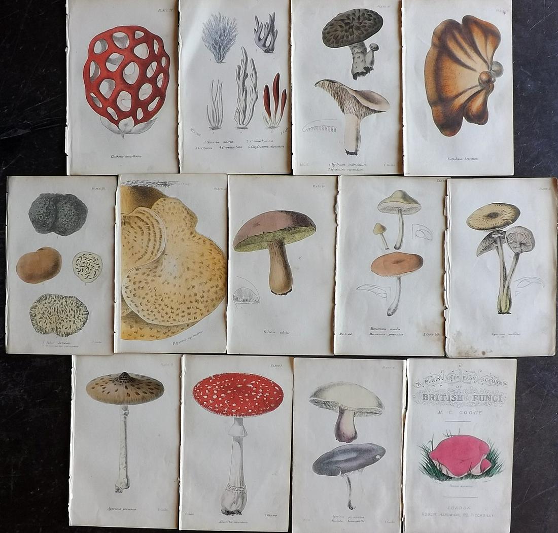 Cooke, Mordecai 1866 Lot of 13 Hand Col Mushroom Prints (1 of 4)