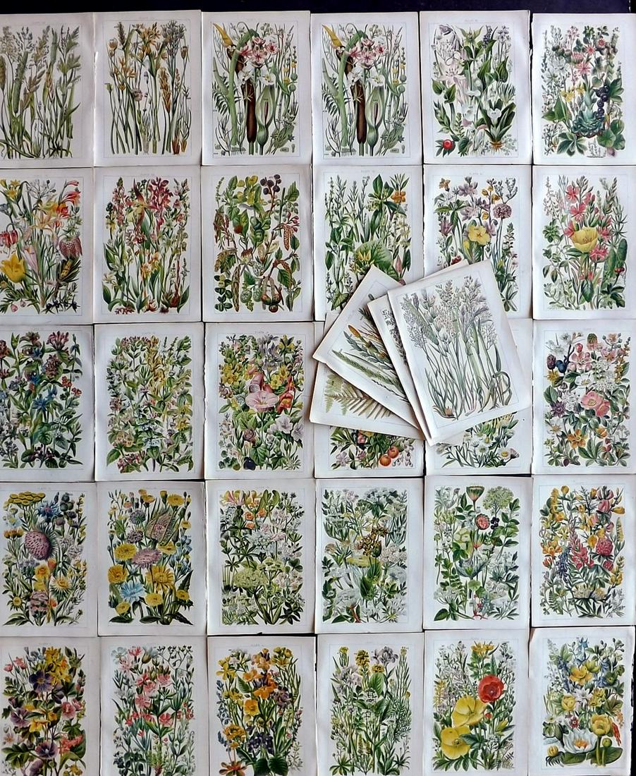 Gordon, W. J. C1900 Lot of 33 Botanical Prints (1 of 8)