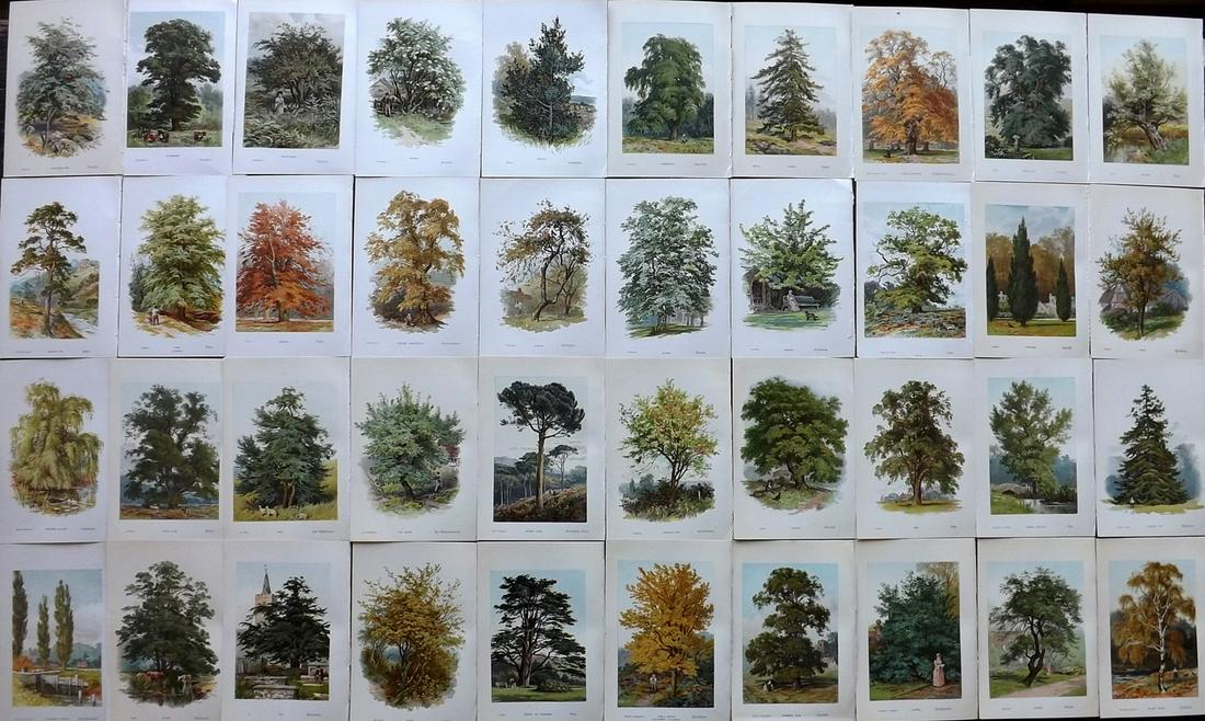 Boulger, George 1888 Lot of 40 Tree Prints. 1st Ed. (1 of 8)