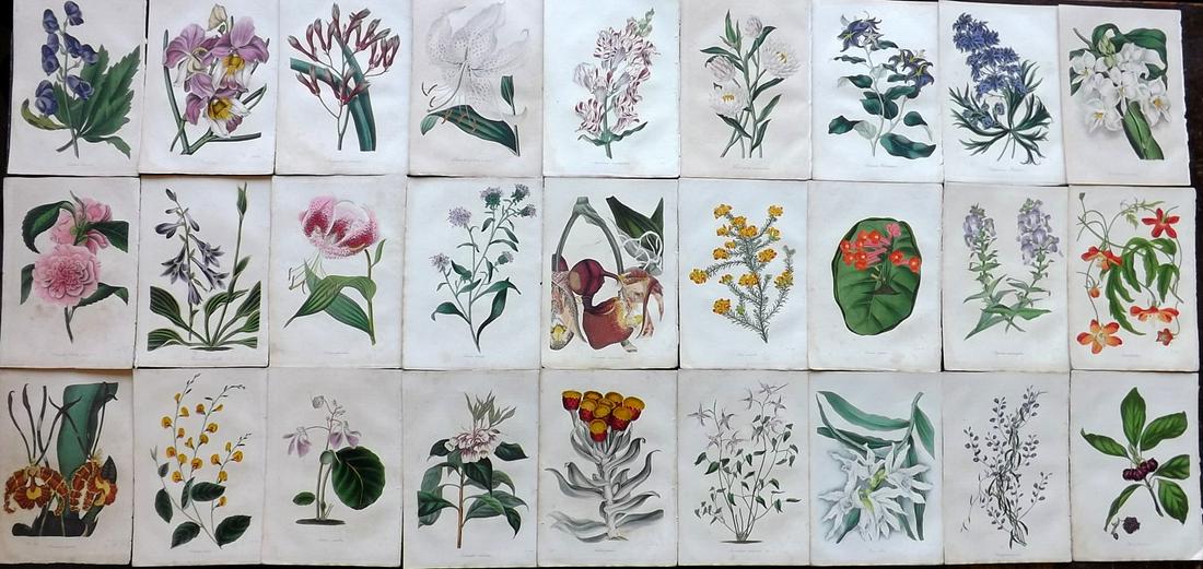 Paxton, Joseph 1834 Lot of 27 HCol Botanical Prints: Hand Colored Etchings Published 1834-49, London for "Paxton's Magazine of Botany" by Joseph Paxton. Most with accompanying text. Paper Size: 9.5 x 6.5 inch (24 x 17cm) Some are clean, but the majority