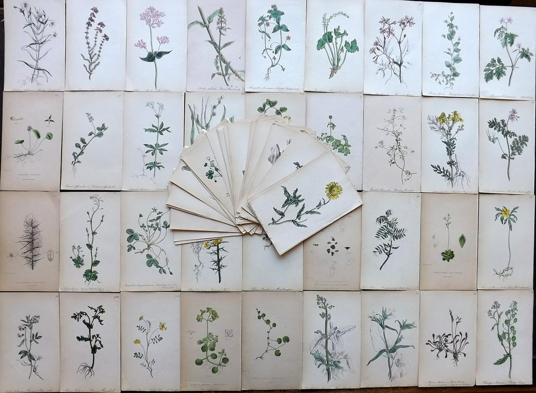 Hogg & Johnson C1870 Lot of 70 HCol Botanical Prints: Hand Coloured Lithographs Published 1863-1880, London for "The Wild Flowers of Great Britain" by Robert Hogg & George W. Johnson. Paper Size: 9 x 5.5 inch (23 x 14cm) Good Condition