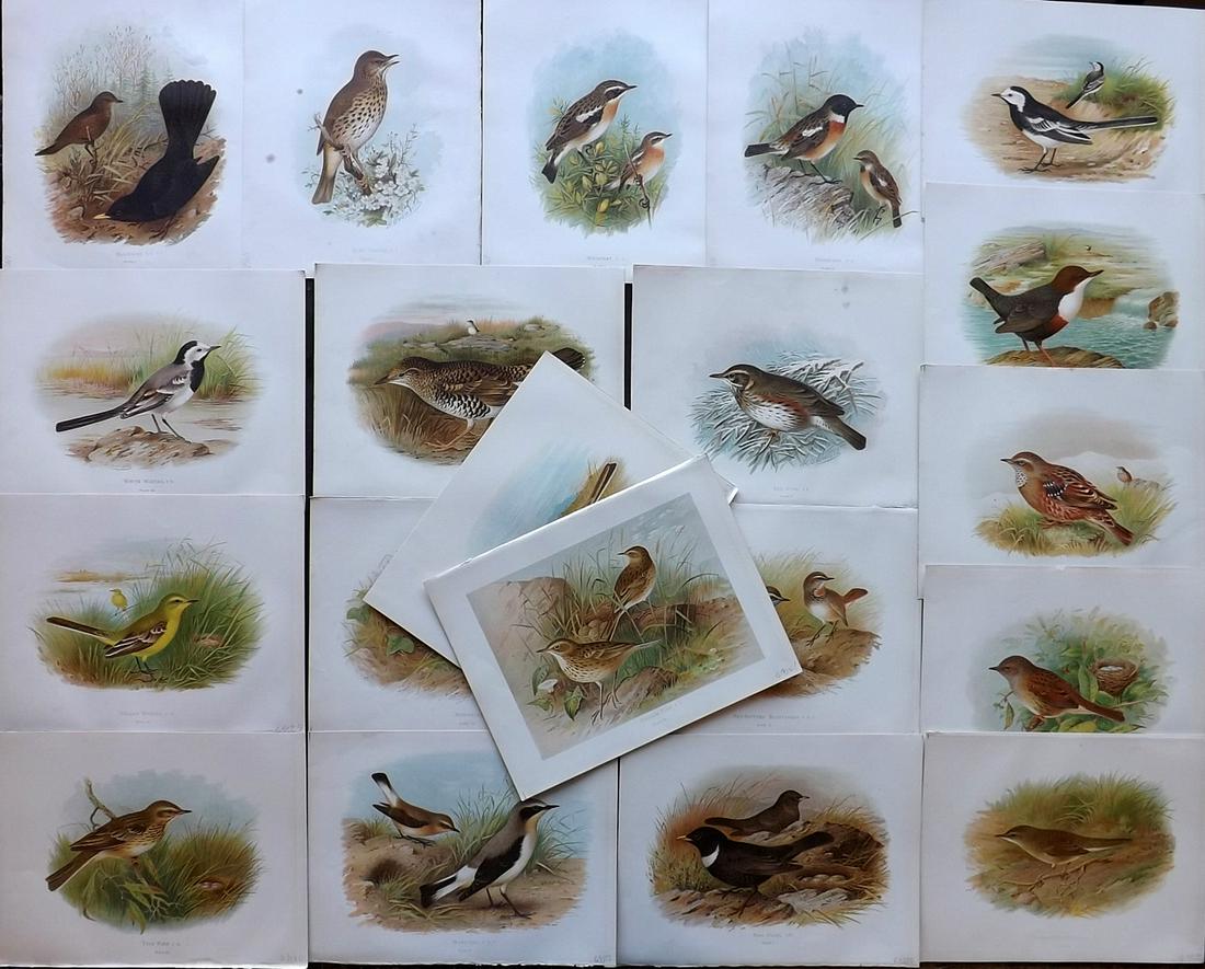 Butler, Arthur 1908 Lot of 20 Antique Bird Prints: Chromolithographs Published 1907-08, London for "Birds of Great Britain and Ireland..." by Arthur G. Butler. Illustrated by H. Gronvold & F. W. Frohawk. Paper Size: 11.5 x 9 inch (29 x 23cm) Good Cond