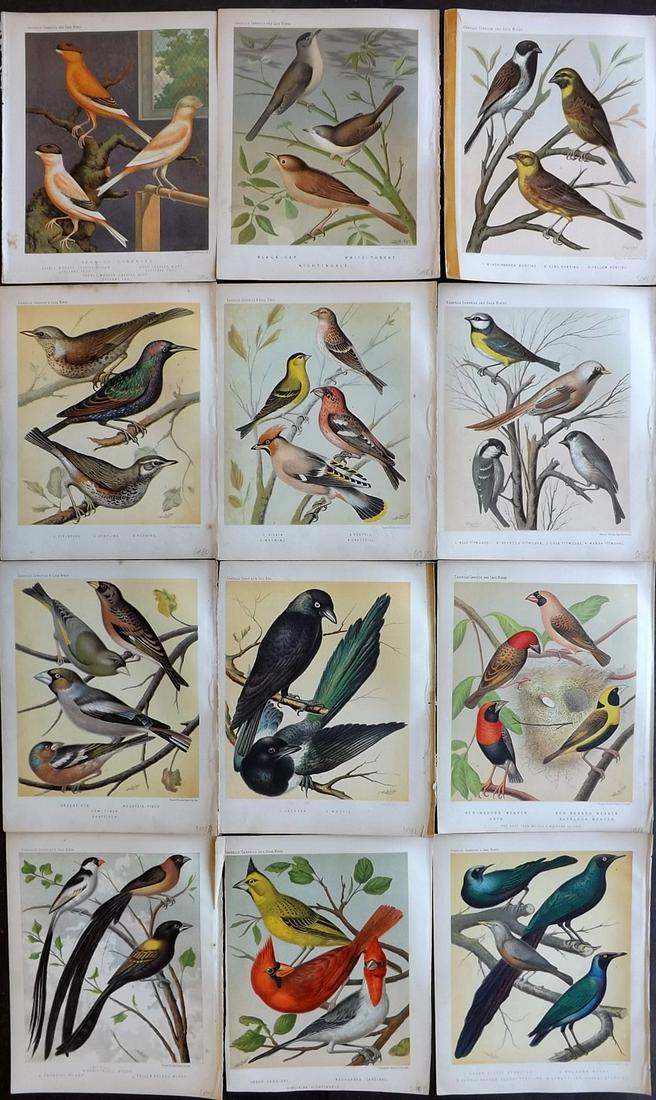 Cassell's Canaries & Cage Birds 1880 Lot of 12 Prints (1 of 7)