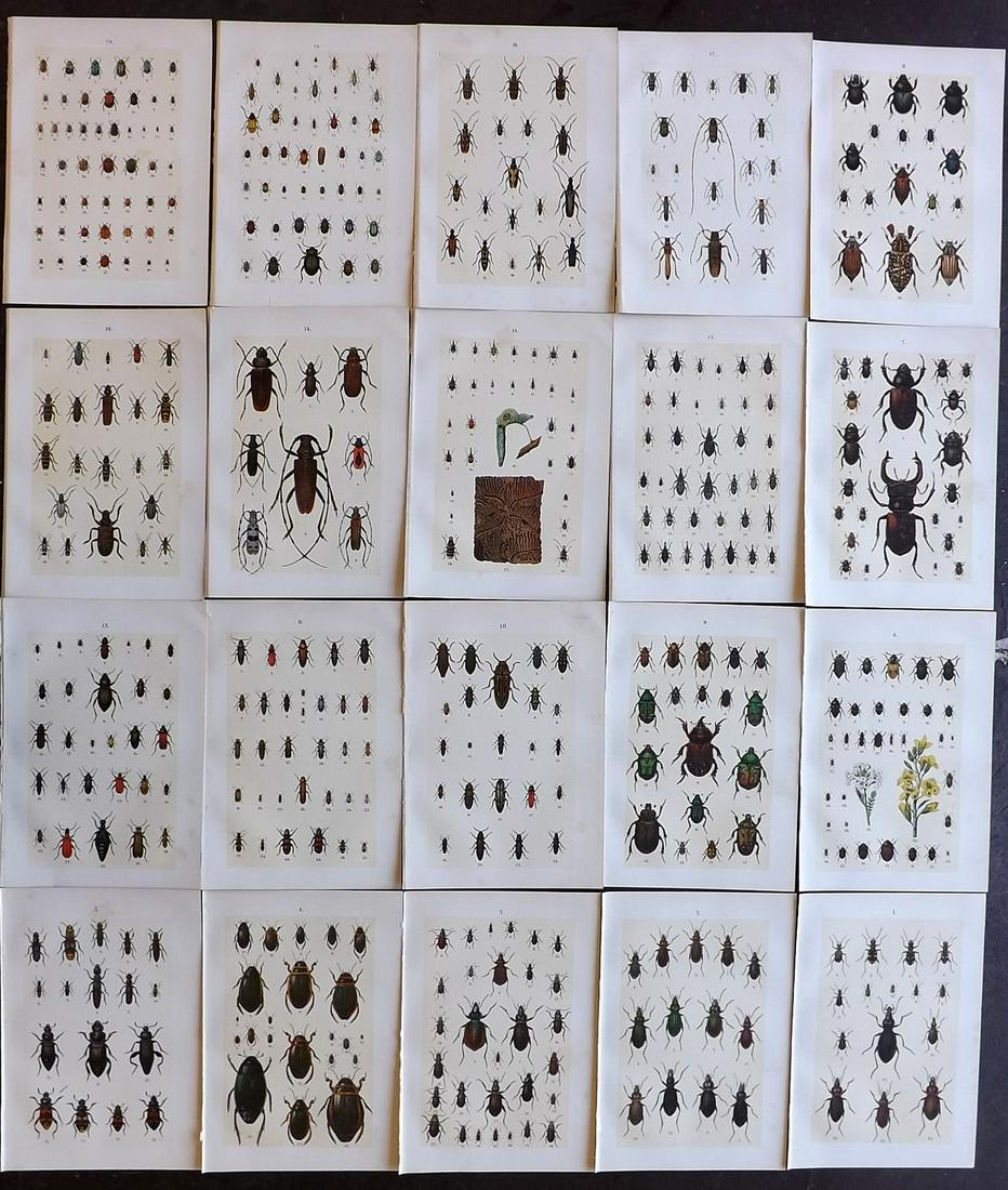 Hofmann & Kirby 1897 Lot of 20 Beetle Prints. Insects: Chromolithographs Published 1897, London for "The Young Beetle-Collectors Handbook" by Dr. E. Hofmann. Illustrated by William Kirby. Paper Size: 7.5 x 5 inch (19 x 13cm) Good Condition