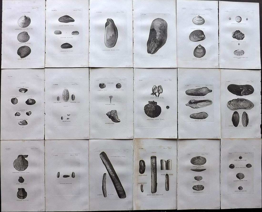 Pennant, Thomas 1812 Lot of 18 Antique Shell Prints: Copper Plates Published 1812, London for "British Zoology" by Thomas Pennant. Paper Size: 9.5 x 6 inch (24 x 15cm) Very minor margin toning in parts. Good Condition