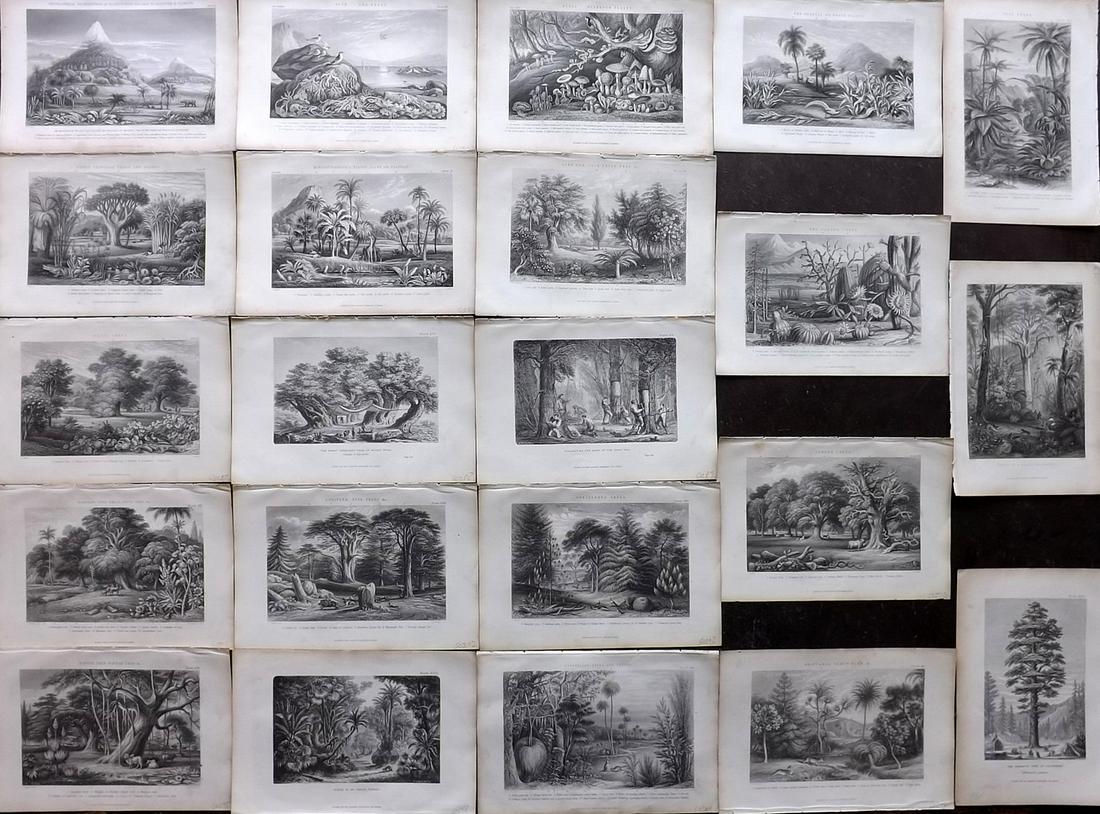 Rhind, William 1868 Lot of 22 Botanical Prints (1 of 9)