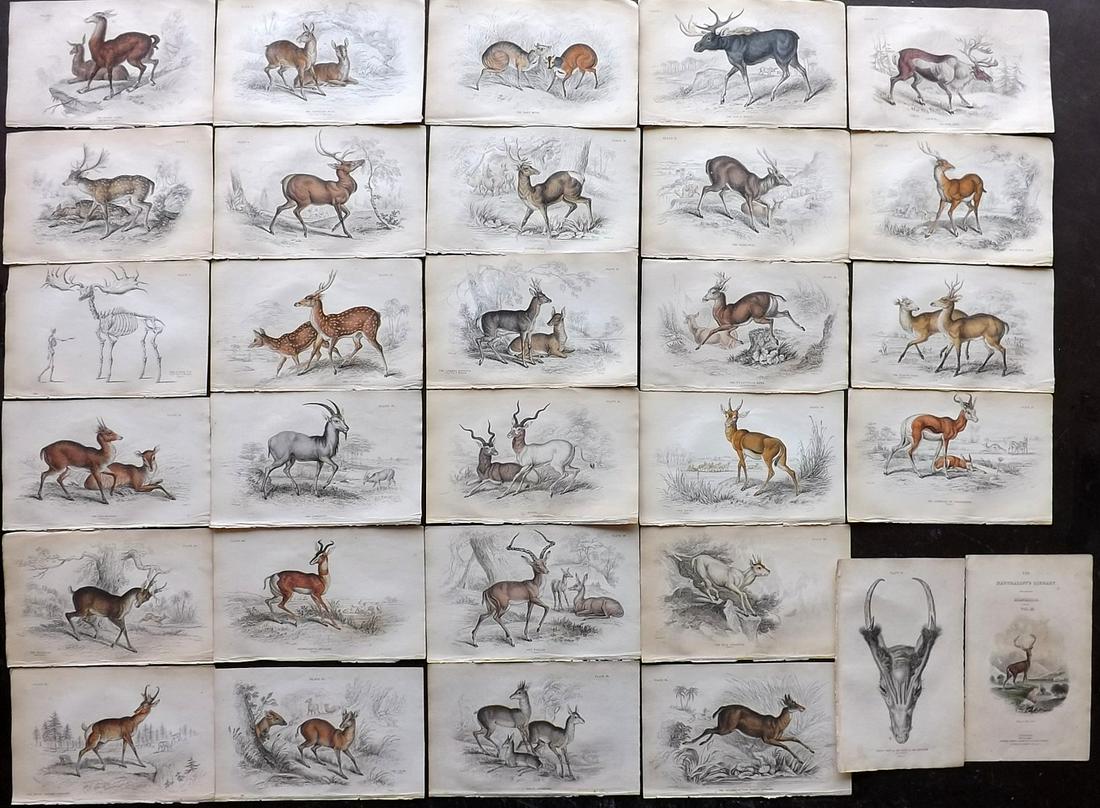 Jardine, William 1835 Lot of 30 HCol Prints. Deer etc (1 of 10)