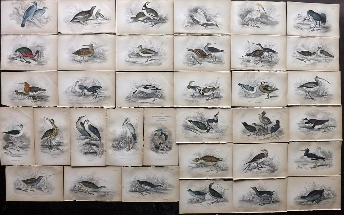 Jardine, William 1885 Lot of 35 HCol Prints. Birds (1 of 10)