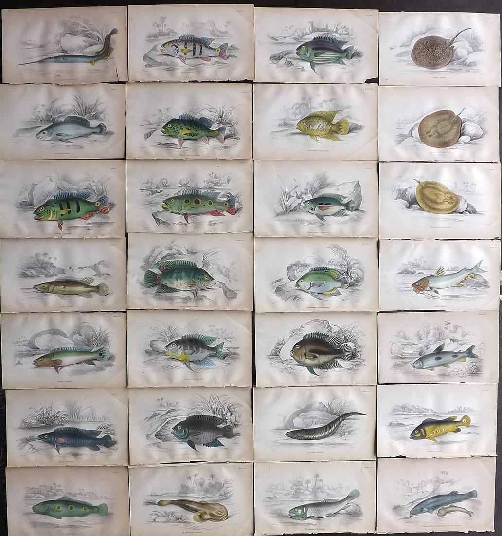 Jardine, William 1885 Lot of 28 HCol Prints. Fish (1 of 9)