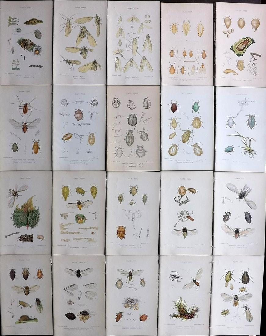 Buckton, George 1883 Lot of 20 Hand Col Insect Prints (1 of 7)