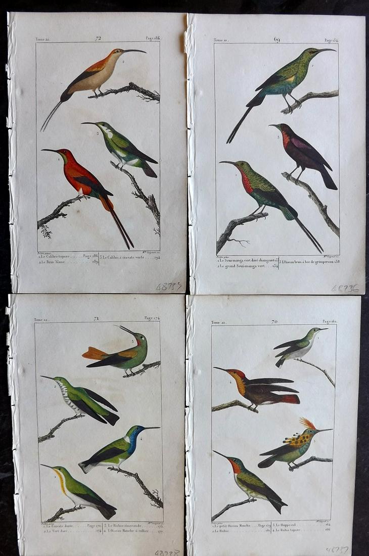 Buffon & Lacepede 1820 Lot of 4 HCol Hummingbirds (1 of 2)