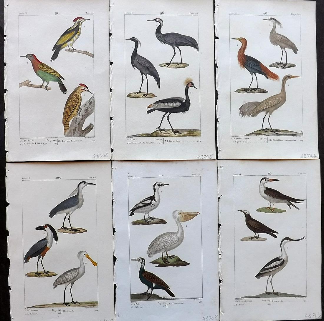 Buffon & Lacepede 1820 Lot of 6 Hand Col Bird Prints (1 of 2)