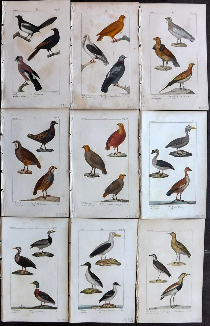 Buffon & Lacepede 1820 Lot of 9 Hand Col Bird Prints (1 of 2)