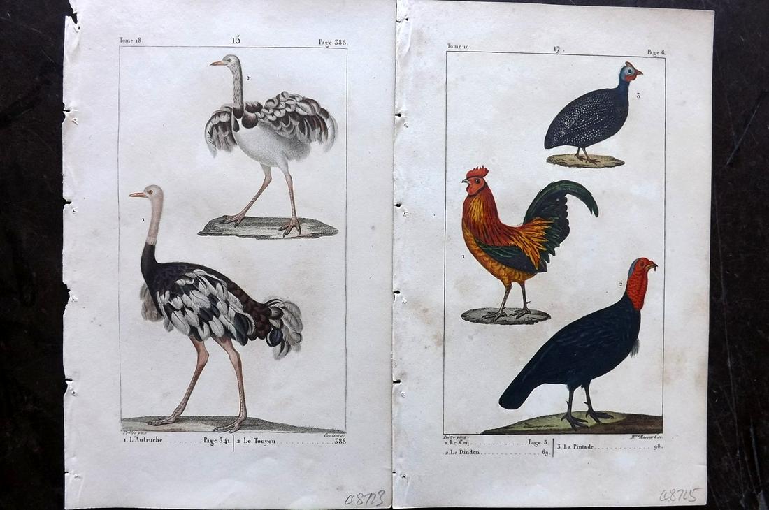 Buffon & Lacepede 1820 Pair Bird Prints Ostrich Poultry (1 of 2)