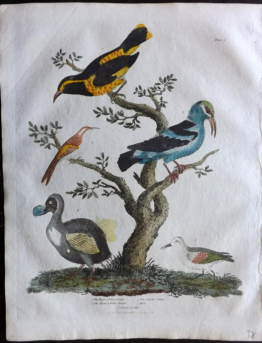 Buffon & Smellie C1821 HC Bird Print. Extinct Dodo etc (1 of 2)