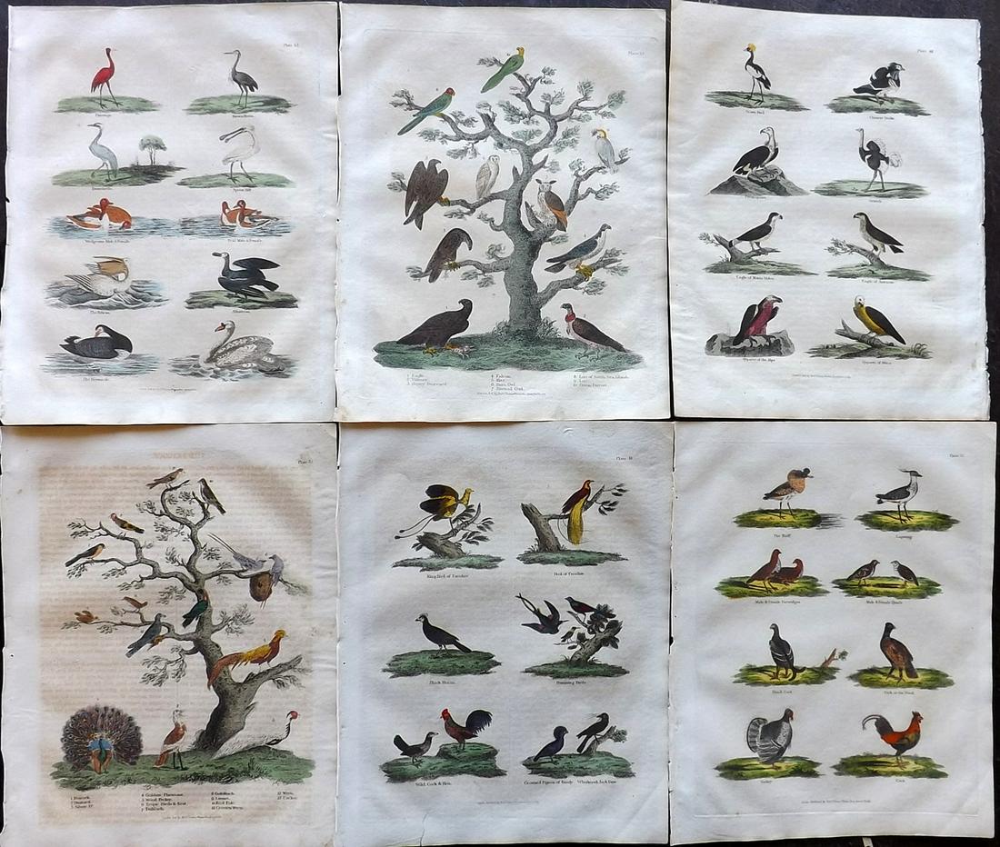 Buffon & Smellie C1821 Lot of 6 Hand Col Bird Prints: Hand Colored Copper Plates Published C1821 by Thomas Kelly, London for "A Natural History, General and Particular..." by The Comte de Buffon and William Smellie. Paper Size: 10 x 8 inch (26 x 21cm) Mi