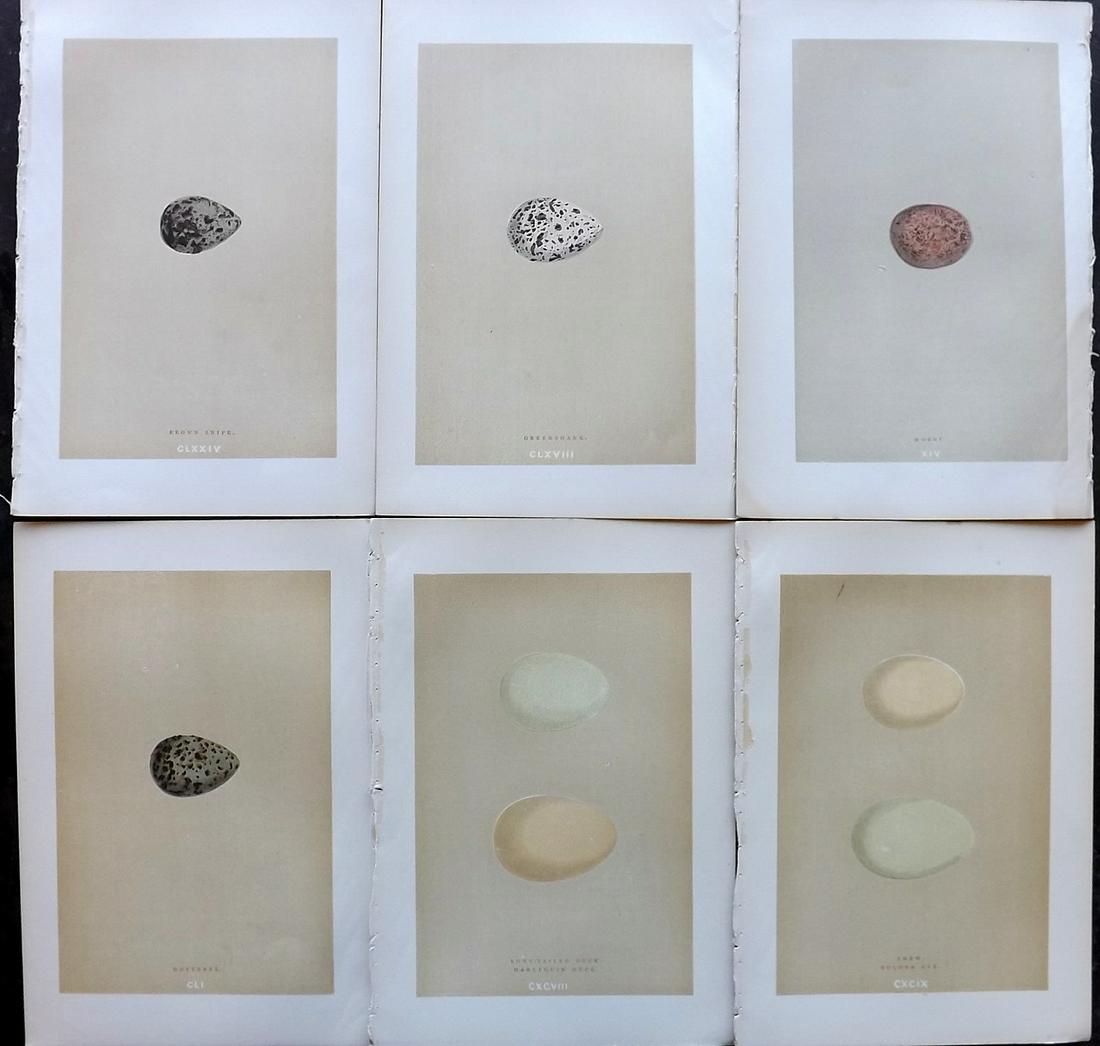 Morris, Francis 1896 Lot of 6 Antique Bird Egg Prints: Woodblocks Published 1896 by John C. Nimmo, London for "A Natural History of the Nests and Eggs of British Birds" By the Rev. Francis Orpen Morris, printed Benjamin Fawcett. Printed in colours and fin