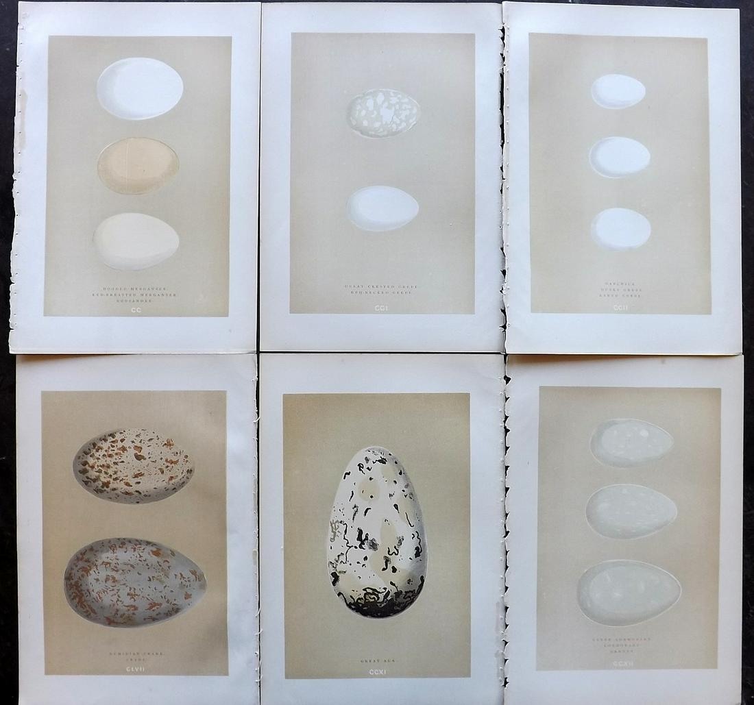 Morris, Francis 1896 Lot of 6 Antique Bird Egg Prints: Woodblocks Published 1896 by John C. Nimmo, London for "A Natural History of the Nests and Eggs of British Birds" By the Rev. Francis Orpen Morris, printed Benjamin Fawcett. Printed in colours and fin