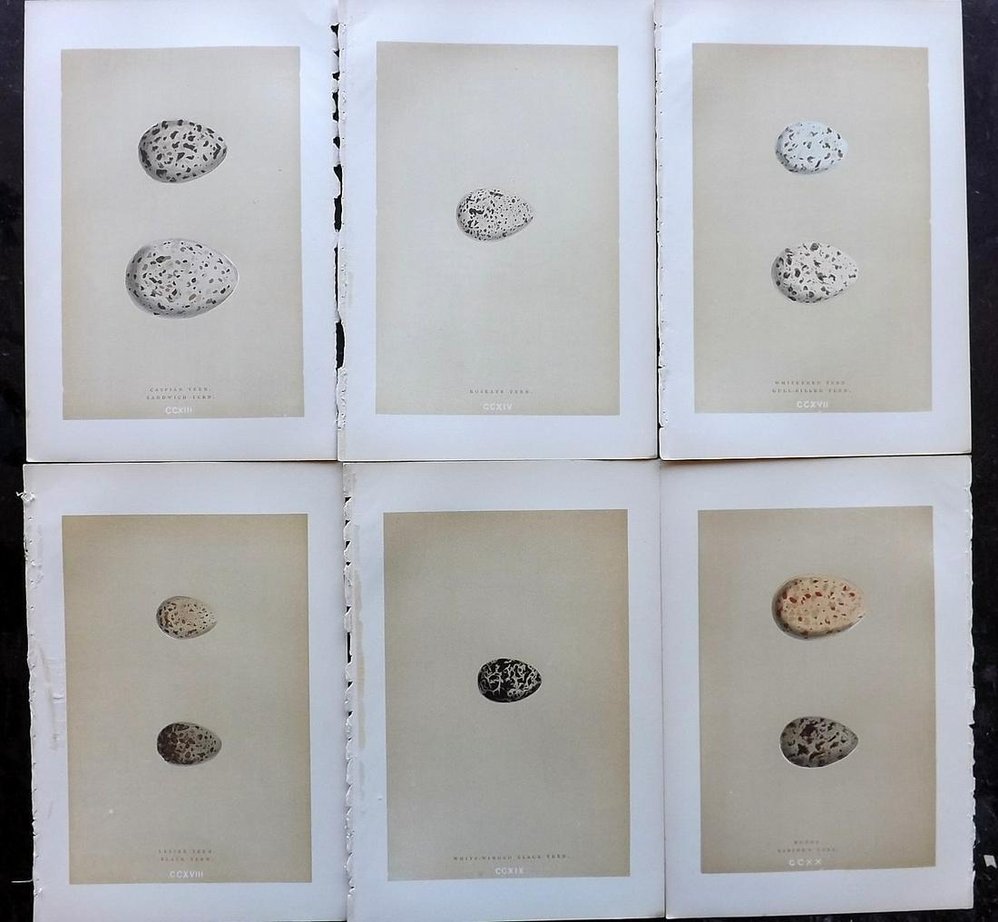 Morris, Francis 1896 Lot of 6 Antique Bird Egg Prints (1 of 2)