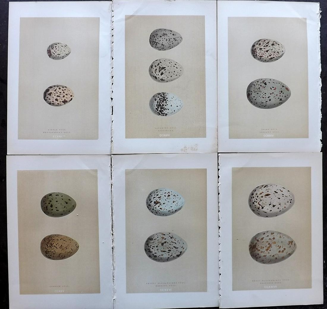 Morris, Francis 1896 Lot of 6 Antique Bird Egg Prints (1 of 2)