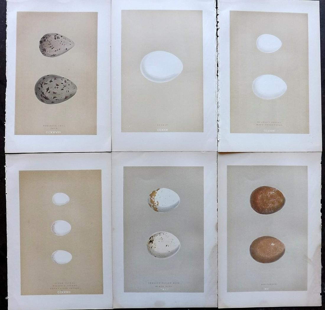 Morris, Francis 1896 Lot of 6 Antique Bird Egg Prints: Woodblocks Published 1896 by John C. Nimmo, London for "A Natural History of the Nests and Eggs of British Birds" By the Rev. Francis Orpen Morris, printed Benjamin Fawcett. Printed in colours and fin