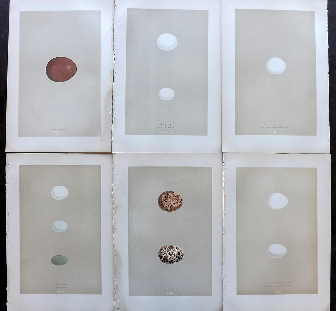 Morris, Francis 1896 Lot of 6 Antique Bird Egg Prints: Woodblocks Published 1896 by John C. Nimmo, London for "A Natural History of the Nests and Eggs of British Birds" By the Rev. Francis Orpen Morris, printed Benjamin Fawcett. Printed in colours and fin