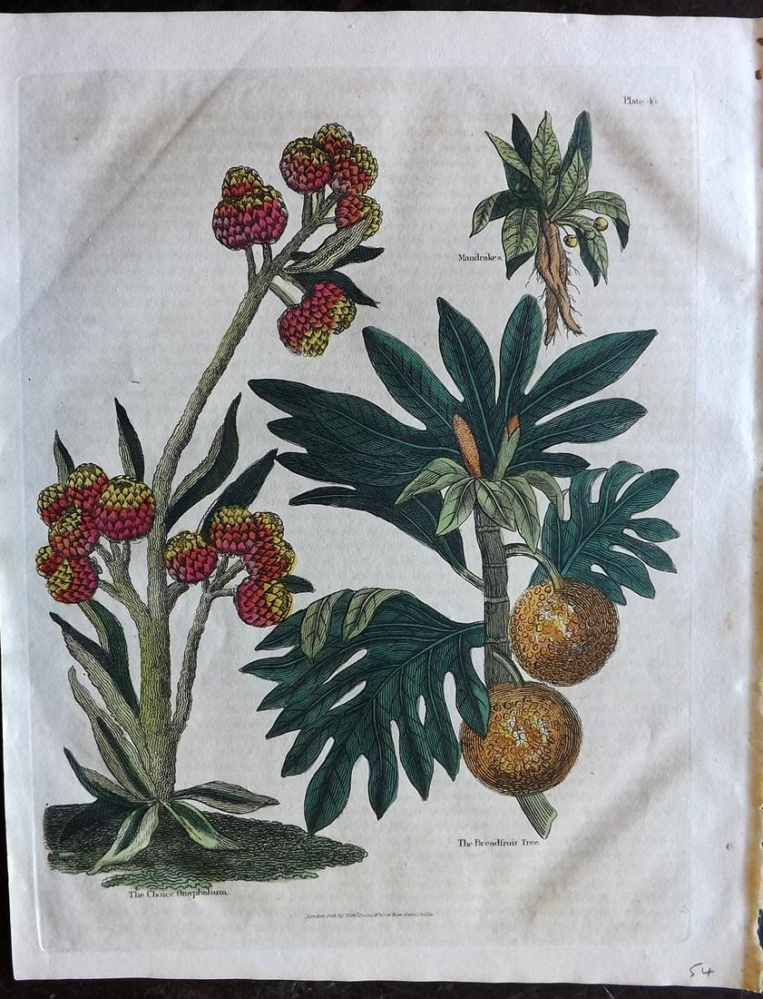 Buffon & Smellie C1821 HC Botanical Print. Bread Fruit (1 of 2)