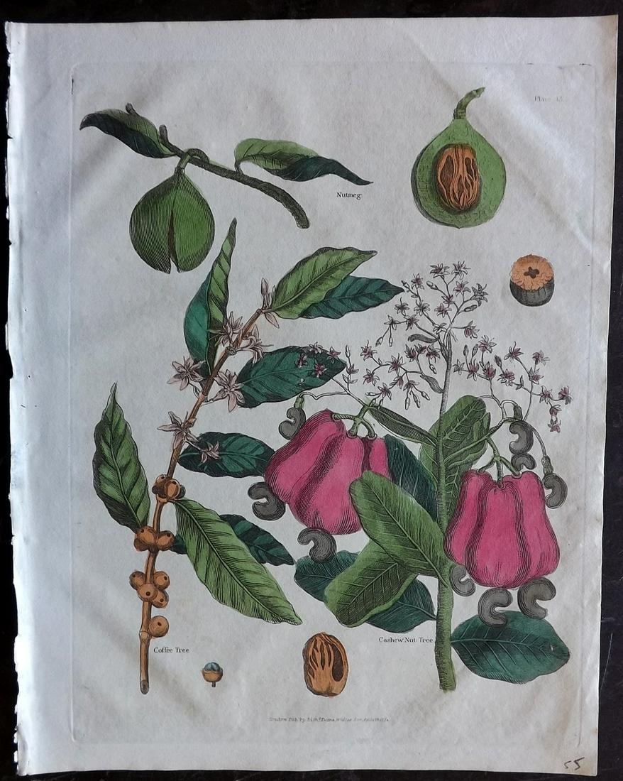 Buffon & Smellie C1821 HC Botanical Print. Cashew Nut (1 of 2)