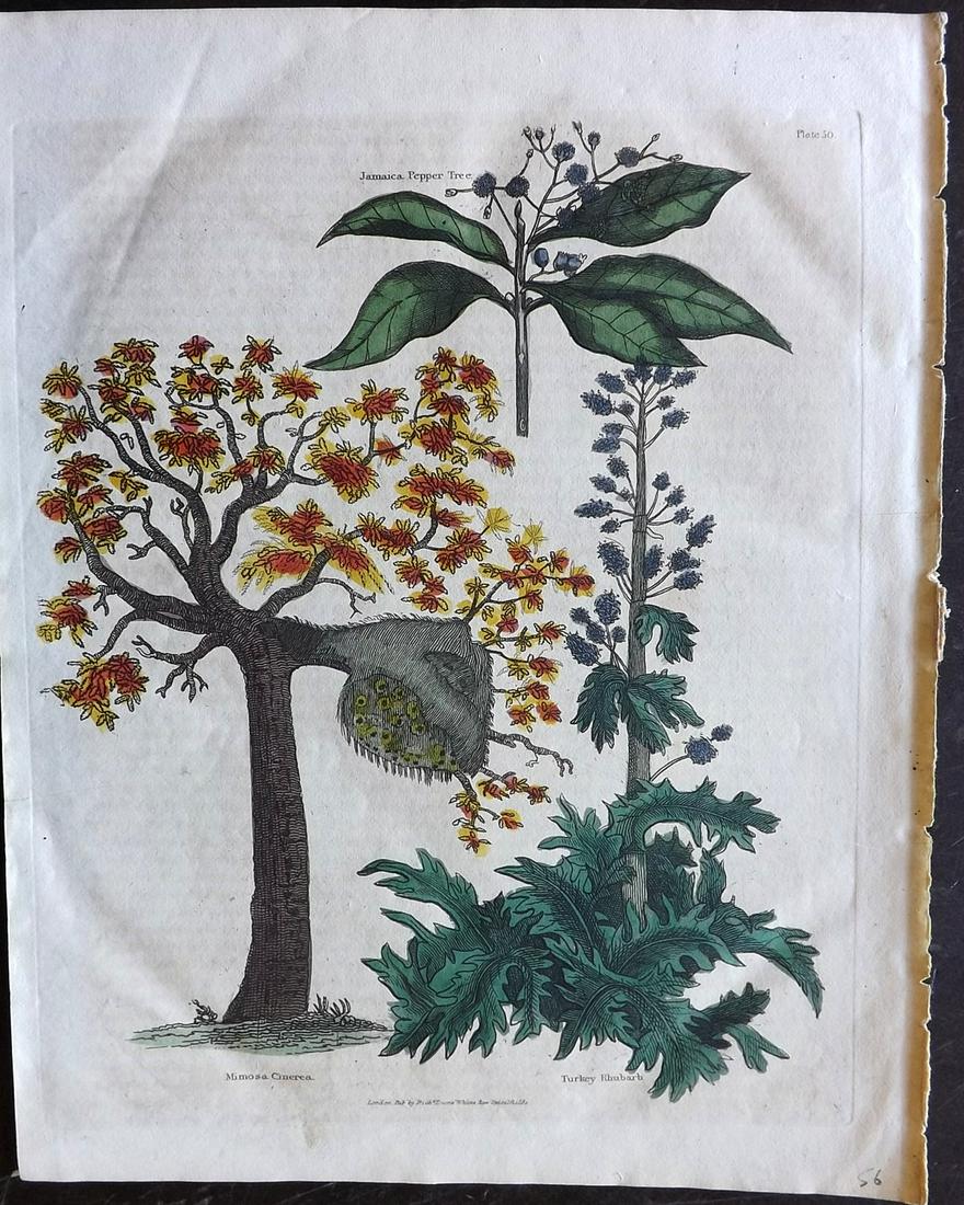 Buffon & Smellie C1821 HC Botanical Print. Mimosa (1 of 2)
