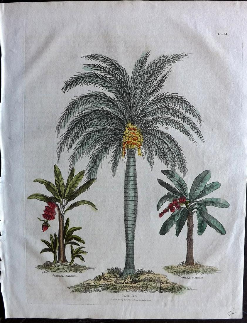 Buffon & Smellie C1821 HC Botanical Print. Palm (1 of 2)