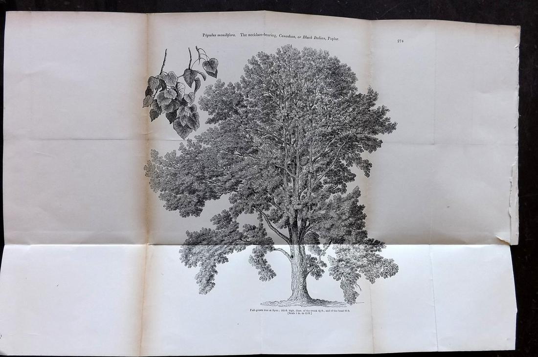 Loudon, John 1844 Folio Tree Print. Canadian Poplar (1 of 2)