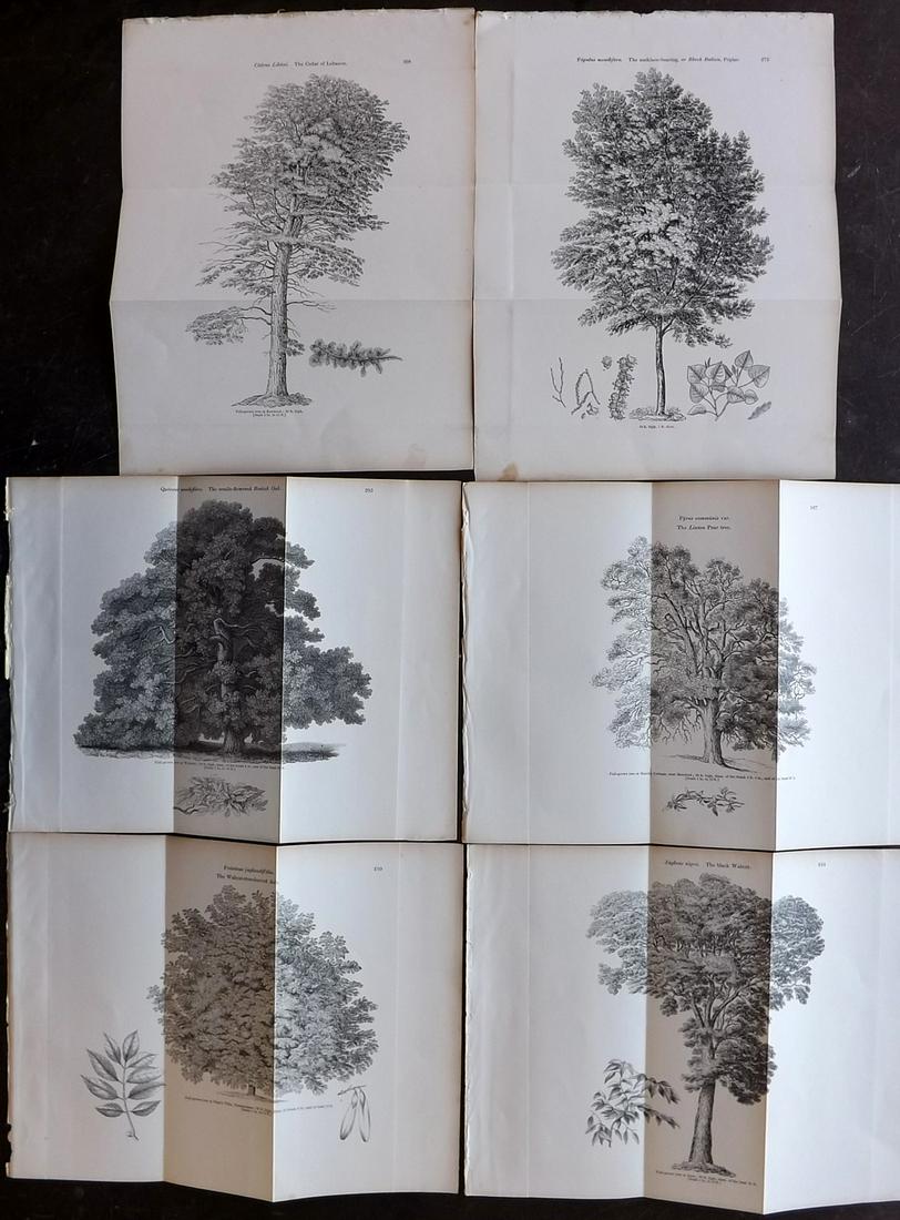 Loudon, John 1844 Lot of 6 Antique Tree Prints. Doubles: Woodblocks Published 1844, London for "Arboretum et Fruticetum Britannicum; or, The Trees and Shrubs of Britain" by John Claudius Loudon. Good Paper, reverse side blank. Folds as issued. Paper Size: 1