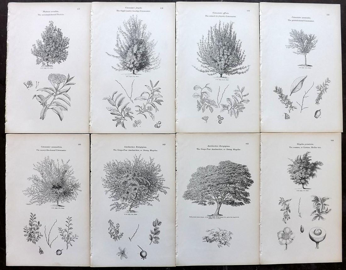 Loudon, John 1844 Lot of 8 Antique Tree Prints: Woodblocks Published 1844, London for "Arboretum et Fruticetum Britannicum; or, The Trees and Shrubs of Britain" by John Claudius Loudon. Good Paper, reverse side blank. Paper Size: 8.5 x 5.5 inch (22