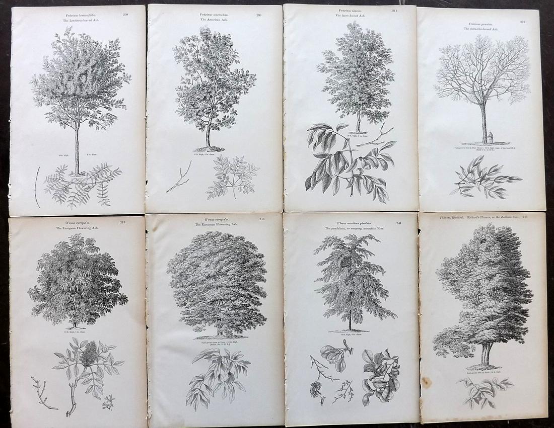Loudon, John 1844 Lot of 8 Antique Tree Prints: Woodblocks Published 1844, London for "Arboretum et Fruticetum Britannicum; or, The Trees and Shrubs of Britain" by John Claudius Loudon. Good Paper, reverse side blank. Paper Size: 8.5 x 5.5 inch (22