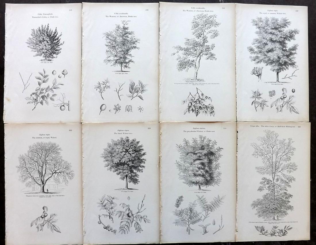 Loudon, John 1844 Lot of 8 Antique Tree Prints: Woodblocks Published 1844, London for "Arboretum et Fruticetum Britannicum; or, The Trees and Shrubs of Britain" by John Claudius Loudon. Good Paper, reverse side blank. Paper Size: 8.5 x 5.5 inch (22