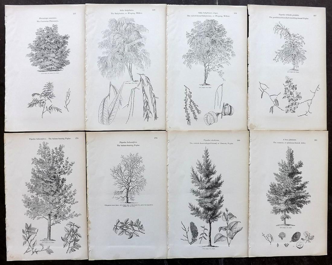 Loudon, John 1844 Lot of 8 Antique Tree Prints: Woodblocks Published 1844, London for "Arboretum et Fruticetum Britannicum; or, The Trees and Shrubs of Britain" by John Claudius Loudon. Good Paper, reverse side blank. Paper Size: 8.5 x 5.5 inch (22