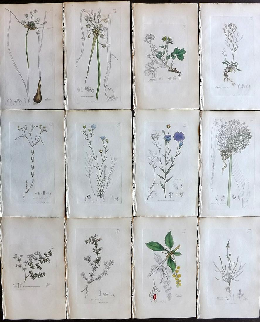 Sowerby, James 1836 Lot of 12 Part HCol Botanical: Partial Hand Coloured Etchings only (as issued) Published London, 1832-46 for "English Botany; or, Coloured Figures of British Plants…" Second Edition by James Sowerby and Edward Smith. Paper Size: 