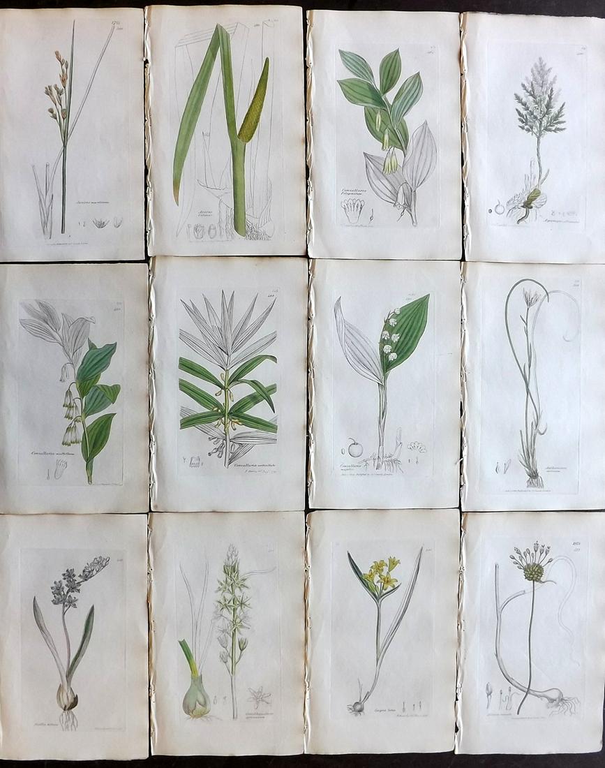Sowerby, James 1836 Lot of 12 Part HCol Botanical: Partial Hand Coloured Etchings only (as issued) Published London, 1832-46 for "English Botany; or, Coloured Figures of British Plants…" Second Edition by James Sowerby and Edward Smith. Paper Size: 