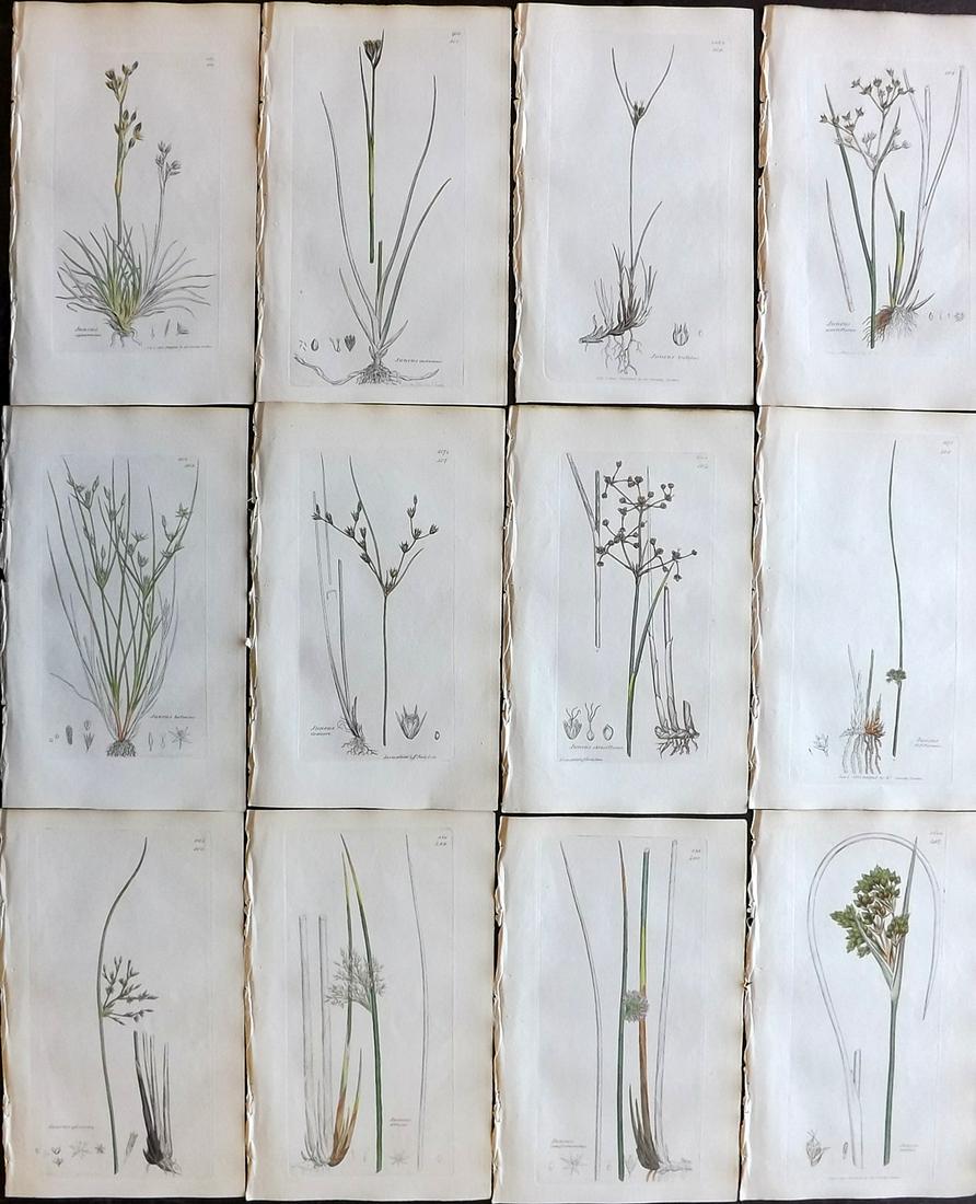 Sowerby, James 1836 Lot of 12 Part HCol Botanical: Partial Hand Coloured Etchings only (as issued) Published London, 1832-46 for "English Botany; or, Coloured Figures of British Plants…" Second Edition by James Sowerby and Edward Smith. Paper Size: 